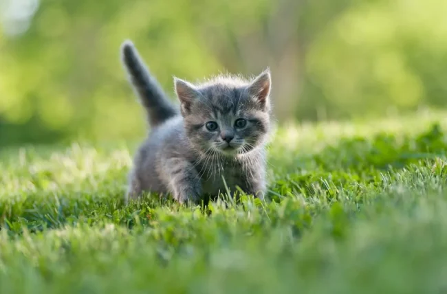 Кошенята / фото ілюстроване Кошенята / фото ілюстроване