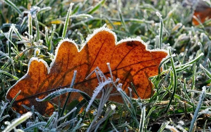 Заморозки Заморозки