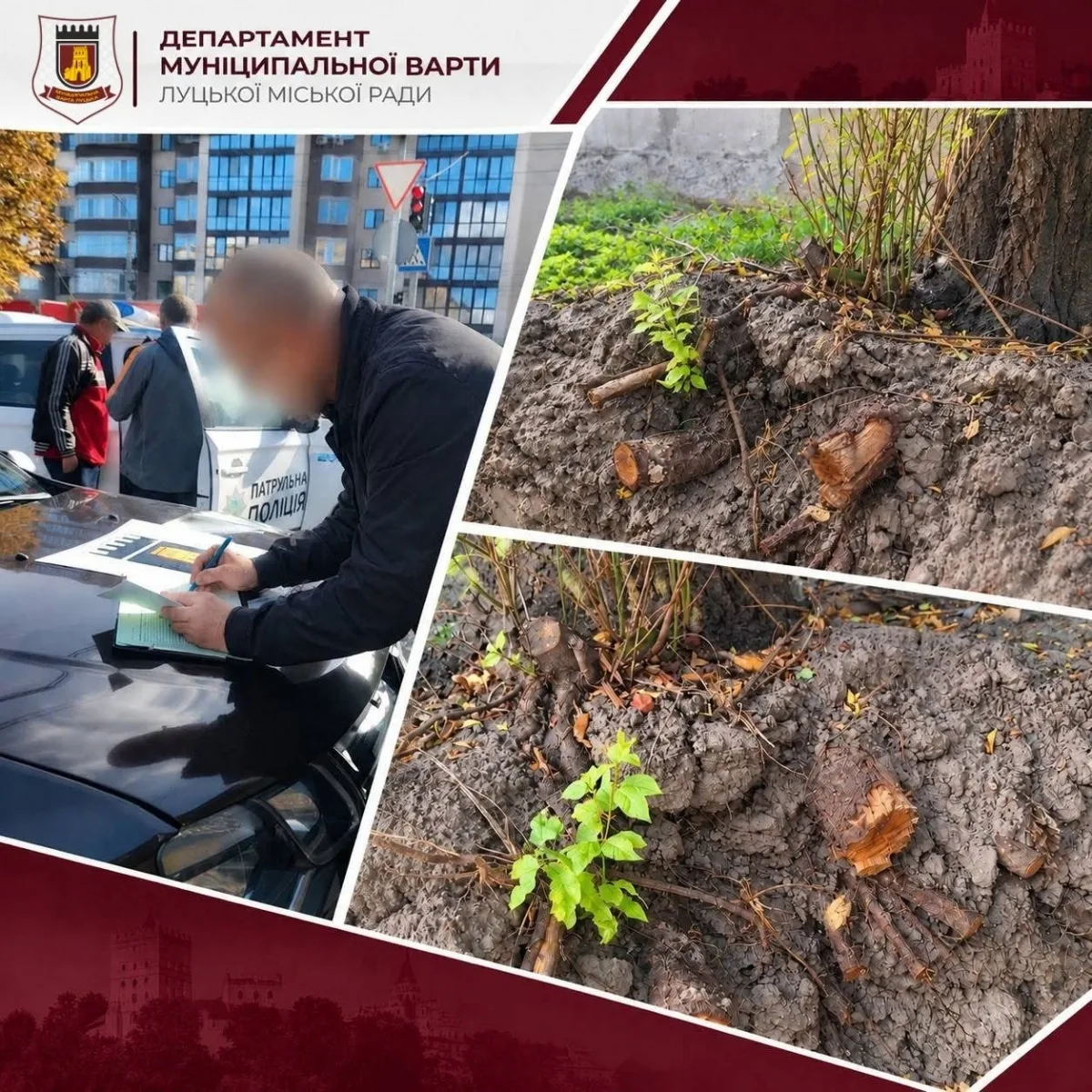 В Луцьку пошкодили дерева на одній з вулиць